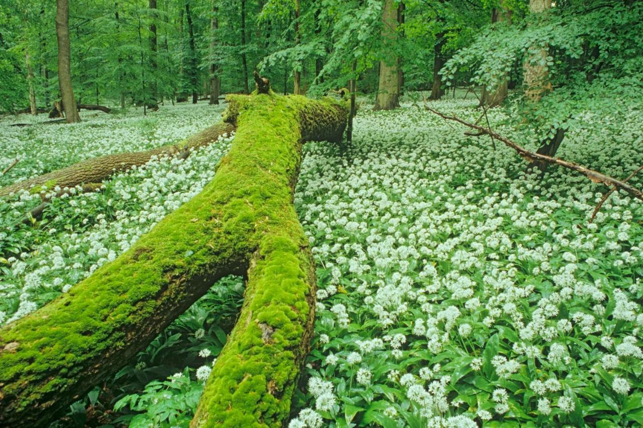 Ferienhaeuser Oberdorla エクステリア 写真